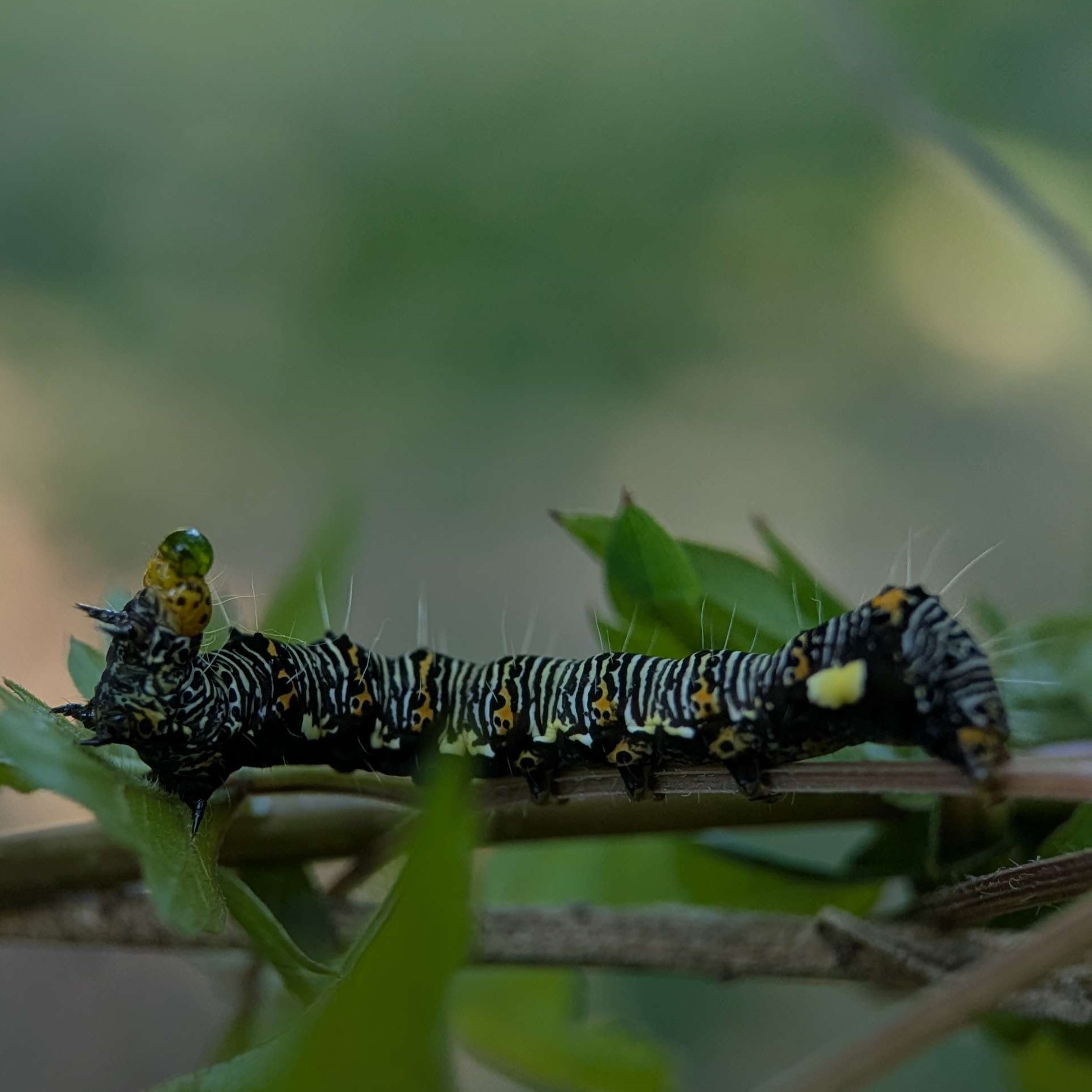 Picture of Alypia octomaculata